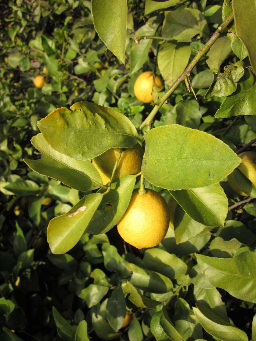            Sun leaves (Todo del Ano, Winter Haven, FL)   